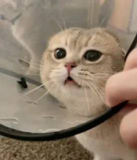 sweet pussy whatsapp stickers