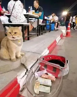 🤓 f2c6b3a8 gatto, soldi, strada, elemosina, animale whatsapp sticker