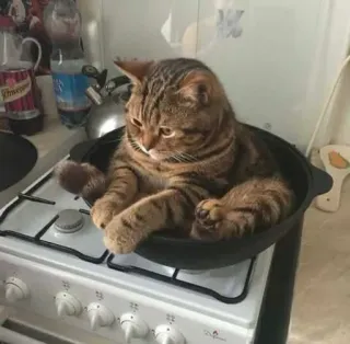 🍕 f7010678 gatto, gattino, animale, cucina, fornello whatsapp sticker