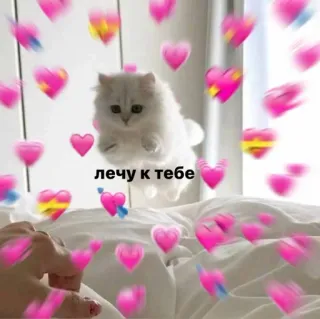 🥺 3955163d лечу к тебе kot, serca, miłość, słodkie, latający, mem telegram sticker