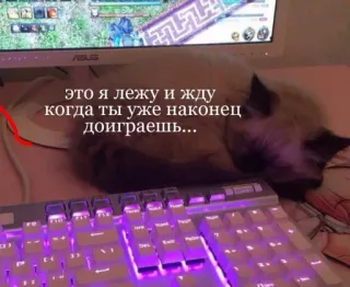 ❤ 49401c4f это я лежу и жду когда ты уже наконец доиграешь... kot, gaming, czekanie, słodkie, klawiatura, monitor, zwierzę telegram sticker