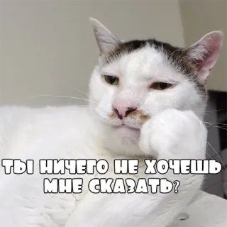 🤔 03804d61 Ты ничего не хочешь мне сказать? 猫, 表情包, 问题, 思考, 俄语 whatsapp sticker