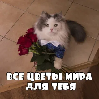 🌷 38096ba2 ВСЕ ЦВЕТЫ МИРА ДЛЯ ТЕБЯ 猫, 花, 可爱, 花束, 礼物 whatsapp sticker