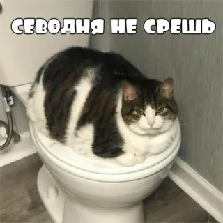 💩 4bc4ae64 СЕГОДНЯ НЕ СРЕШЬ 猫, 厕所, 搞笑, 表情包, 俄语 whatsapp sticker