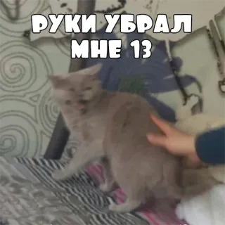 🧒 72aca448 РУКИ УБРАЛ
МНЕ 13 猫, 文字, 表情包, 动物 whatsapp sticker