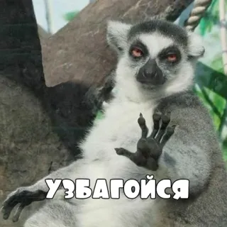 ✋ 75b12e94 УЗБАГОЙСЯ 狐猴, 动物, uzbagoisya, 俄语, 冷静点, 动物园 whatsapp sticker