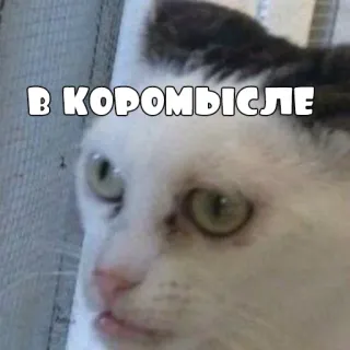 😐 a50a9311 В КОРОМЫСЛЕ 猫, 表情包, 搞笑, 动物, 俄语, 文字 whatsapp sticker