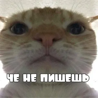 😤 afeffc09 ЧЕ НЕ ПИШЕШЬ 猫, 搞笑, 表情包, 俄语, 文字, 动物 whatsapp sticker