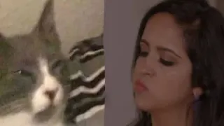 😒 c485faa6 cat, woman, meme, portrait, animal, pet telegram sticker