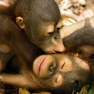 rlnya @broadios telegram stickers