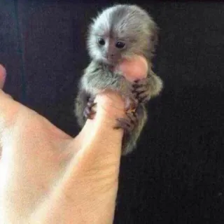 rlnya @broadios whatsapp stickers