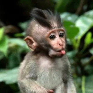 🐒 fc4465cc 猿, 動物, 野生動物, かわいい, 舌, 霊長類 telegram sticker