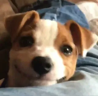 😕 d98799f5 dog, pet, animal, puppy, cute, portrait, domestic animal, happy telegram sticker