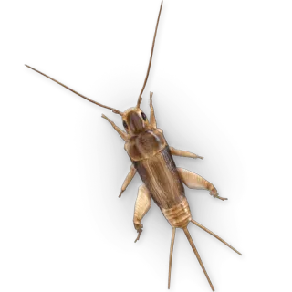 Насекомые @NBstickeria whatsapp stickers