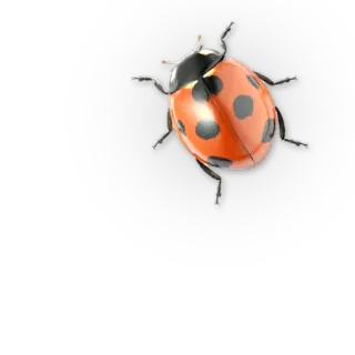 Насекомые @NBstickeria telegram stickers