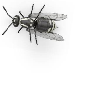 🐝 891f4e78 serangga, tawon, hitam putih, hewan, alam whatsapp sticker