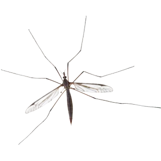 🐞 8a2facdb serangga, nyamuk, tipula, kutu, alam whatsapp sticker