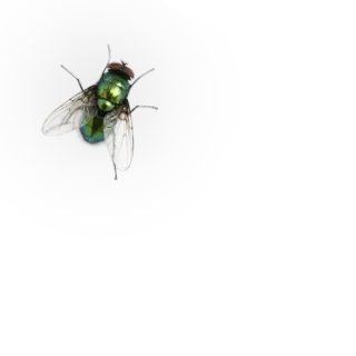 Насекомые @NBstickeria telegram stickers