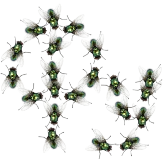 💩 9ae35128 lalat, serangga, kerumunan, binatang, menjijikkan whatsapp sticker