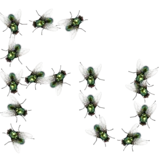 💩 ce1d176e lalat, kerumunan, serangga whatsapp sticker