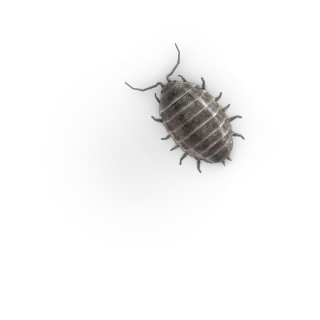 🐞 cfa6465c serangga, kutu kayu, kutu kayu, serangga, kutu kayu whatsapp sticker