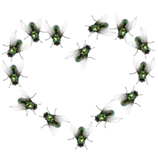 💚 d6aae0d2 lalat, serangga, hati, cinta, binatang whatsapp sticker