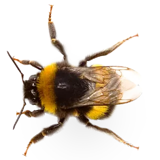 Насекомые @NBstickeria telegram stickers