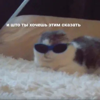 🌟 1459a57f И что ты хочешь этим сказать mèo, kính râm, tiếng Nga, meme, hài hước, động vật telegram sticker