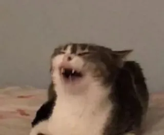 🌟 26d81b45 mèo, động vật, meme, hài hước, la hét, họ mèo, thú cưng telegram sticker