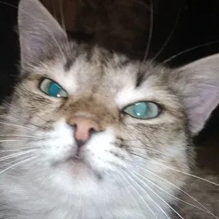 🗿 298f0a4c mèo, động vật, thú cưng, vật nuôi, họ mèo, dễ thương telegram sticker