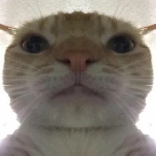 🌟 4150d7f0 mèo, động vật, thú cưng, mèo nhà, mèo cam, meme telegram sticker