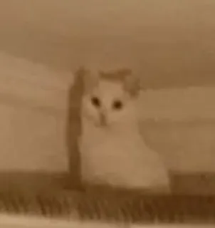 🌟 45cae345 mèo, động vật, thú cưng, mèo con, dễ thương, trắng, họ mèo telegram sticker