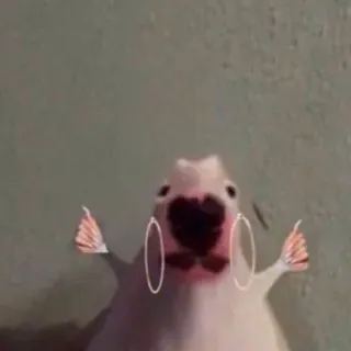 💅 5a85876e chó, ngón tay cái, động vật, meme, meme trên mạng telegram sticker