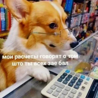 🌟 5c606898 мои расчеты говорят о том
что ты всех зае бал chó, máy tính, kính, hài hước, corgi telegram sticker