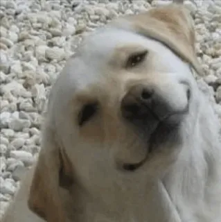 🙂 61e9ee87 chó, Labrador, thú cưng, động vật, dễ thương, hài hước, nhãn dán chó, cười đểu telegram sticker