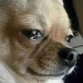 😢 70a7bfec chó, chihuahua, buồn, meme, động vật, thú cưng, dễ thương telegram sticker