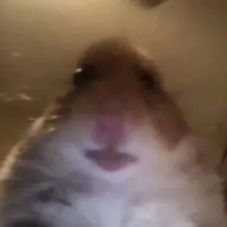 😐 88d11fce Chuột hamster, Gặm nhấm, Động vật, Thú cưng telegram sticker