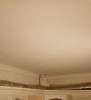 😐 90af3b5f mèo, động vật, mèo trắng, trần nhà, thú cưng, mèo nhà telegram sticker