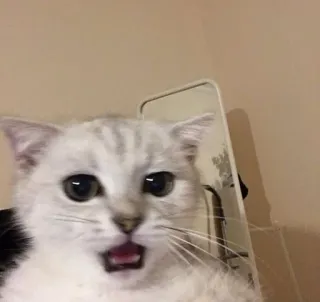 🌟 93617e36 mèo, mèo con, động vật, thú cưng, sốc, ngạc nhiên telegram sticker