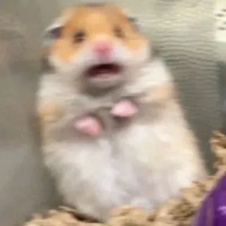 🌟 93dc8401 chuột hamster, gặm nhấm, thú cưng, sốc, sợ hãi, hài hước telegram sticker