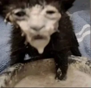 🌟 968fb4a2 mèo, mèo con, che phủ, động vật, thú cưng telegram sticker