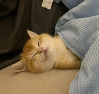 😴 b2b9ea9a mèo, mèo con, ngủ, động vật, thú cưng, dễ thương telegram sticker