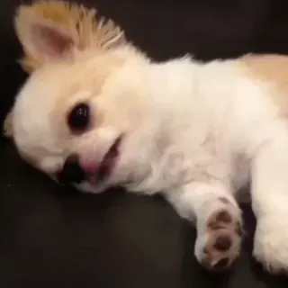 😢 cd8a8391 chó, chihuahua, thú cưng, động vật, dễ thương, chó con telegram sticker