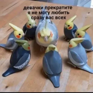 🌟 cdd47f1d девачки прекратите
я не могу любить
сразу вас всех vẹt mào, chim, meme, hài hước, động vật telegram sticker