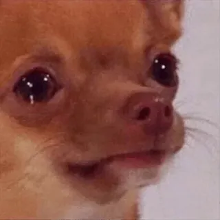 😢 ff3cf80e chó, chihuahua, meme, động vật, dễ thương, thú cưng, hài hước telegram sticker