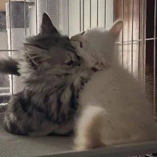 💘 02fd7aed котёнок, кот, животное, питомец, милый, дружба, домашний telegram sticker