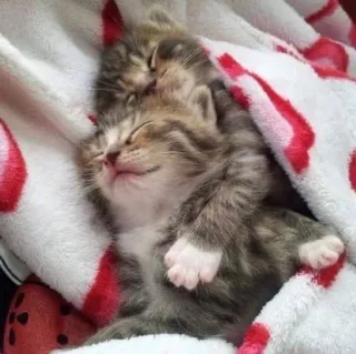 💘 0a096542 котёнок, кошка, спит, животные, милый, очаровательный telegram sticker