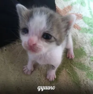 💓 16fcd9e5 душно котёнок, милый, животное, питомец, кошка telegram sticker