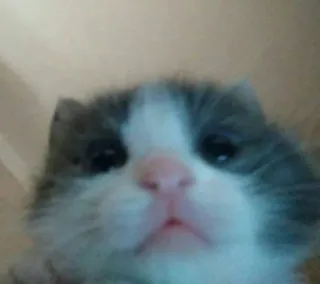 💘 1b07e880 котёнок, кошка, животное, милый, питомец telegram sticker