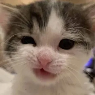 💘 1fb9be83 котенок, кот, милый, животное, питомец, млекопитающее telegram sticker